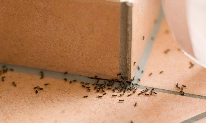 Εξαφάνισε τα μυρμήγκια από το σπίτι