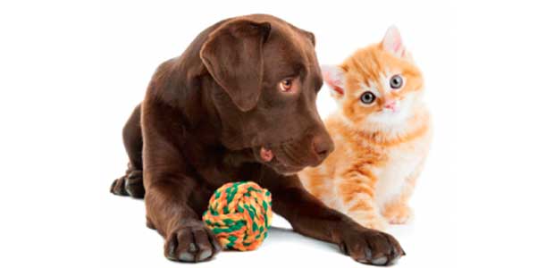 Petshop88 – Το online στέκι των απανταχού γατόφιλων και σκυλόφιλων